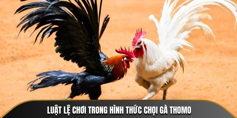 Luật lệ chơi trong hình thức chọi gà Thomo