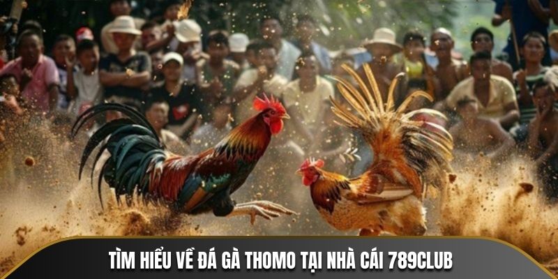 Tìm hiểu về đá gà Thomo tại nhà cái 789CLUB