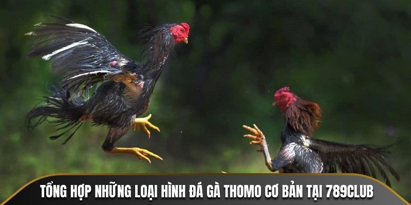 Tổng hợp những loại hình đá gà Thomo cơ bản tại 789CLUB